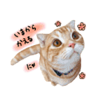 ねこのごんぞう（個別スタンプ：1）