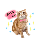 ねこのごんぞう（個別スタンプ：2）