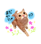 ねこのごんぞう（個別スタンプ：3）