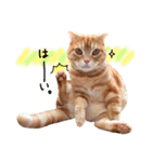 ねこのごんぞう（個別スタンプ：5）