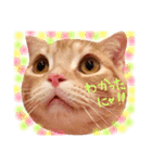 ねこのごんぞう（個別スタンプ：6）