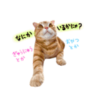 ねこのごんぞう（個別スタンプ：7）