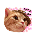 ねこのごんぞう（個別スタンプ：9）