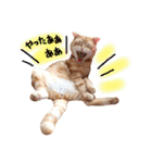 ねこのごんぞう（個別スタンプ：10）