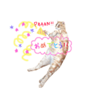 ねこのごんぞう（個別スタンプ：11）