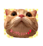 ねこのごんぞう（個別スタンプ：12）