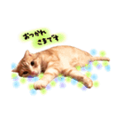 ねこのごんぞう（個別スタンプ：14）