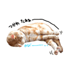 ねこのごんぞう（個別スタンプ：15）