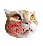 ねこのごんぞう（個別スタンプ：17）