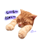 ねこのごんぞう（個別スタンプ：19）
