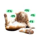 ねこのごんぞう（個別スタンプ：21）