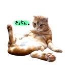 ねこのごんぞう（個別スタンプ：22）