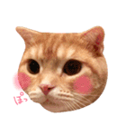 ねこのごんぞう（個別スタンプ：23）