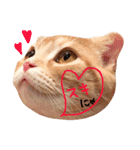 ねこのごんぞう（個別スタンプ：24）