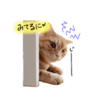 ねこのごんぞう（個別スタンプ：25）