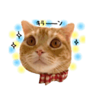 ねこのごんぞう（個別スタンプ：26）
