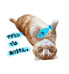 ねこのごんぞう（個別スタンプ：27）