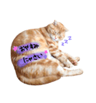 ねこのごんぞう（個別スタンプ：31）