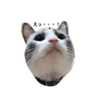 変猫（個別スタンプ：1）