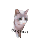 変猫（個別スタンプ：3）