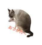 変猫（個別スタンプ：8）