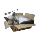 変猫（個別スタンプ：9）