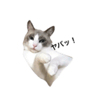 変猫（個別スタンプ：11）