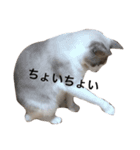 変猫（個別スタンプ：12）