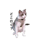 変猫（個別スタンプ：13）