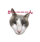 変猫（個別スタンプ：14）