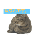 猫の日常！（個別スタンプ：2）