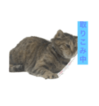 猫の日常！（個別スタンプ：3）