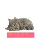 猫の日常！（個別スタンプ：4）