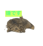 猫の日常！（個別スタンプ：5）
