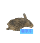 猫の日常！（個別スタンプ：6）