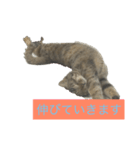 猫の日常！（個別スタンプ：7）
