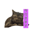 猫の日常！（個別スタンプ：8）