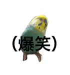 パズーくん（個別スタンプ：3）