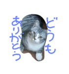 龍馬だよ（個別スタンプ：5）