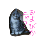 龍馬だよ（個別スタンプ：6）