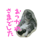 龍馬だよ（個別スタンプ：7）