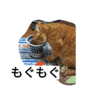 もんとら1（個別スタンプ：1）