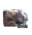 もんとら1（個別スタンプ：2）