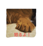 もんとら1（個別スタンプ：4）