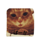 もんとら1（個別スタンプ：5）