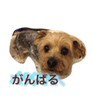 My dear brother（個別スタンプ：6）