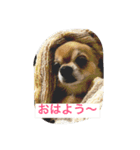 チワワの僕（個別スタンプ：1）