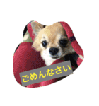 チワワの僕（個別スタンプ：3）