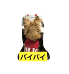 チワワの僕（個別スタンプ：4）