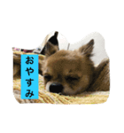 チワワの僕（個別スタンプ：5）